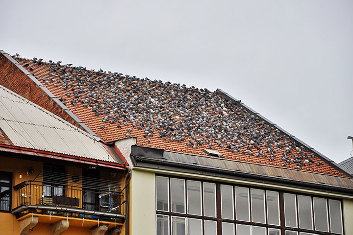 A2B Pest Control are able to install spikes to deter birds from roofs in Redruth. 