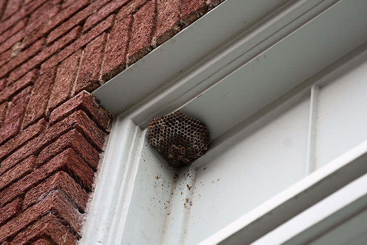 We provide a wasp nest removal service for domestic and commercial properties in Redruth.